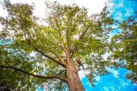 Best Utility Line Clearance  in Honaker, VA