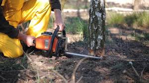 Best Fruit Tree Pruning  in Honaker, VA