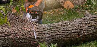 Best Firewood Processing and Delivery  in Honaker, VA