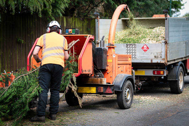 Best Lawn Maintenance Plans  in Honaker, VA