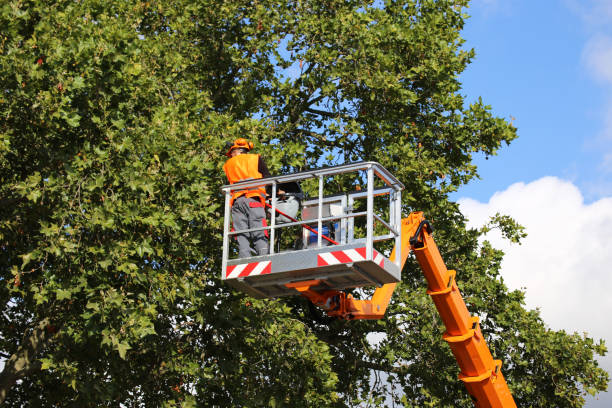 Trusted Honaker, VA Tree Services Experts