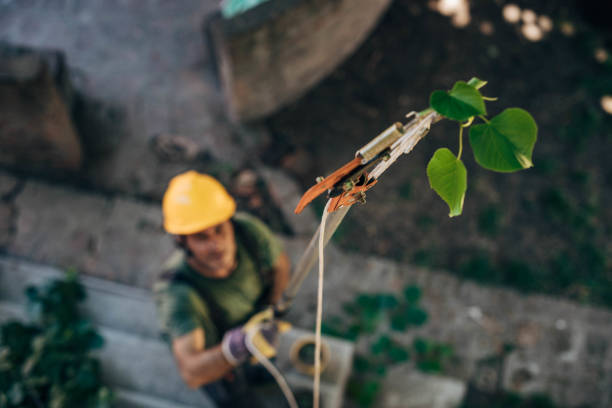 Best Tree Cabling and Bracing  in Honaker, VA