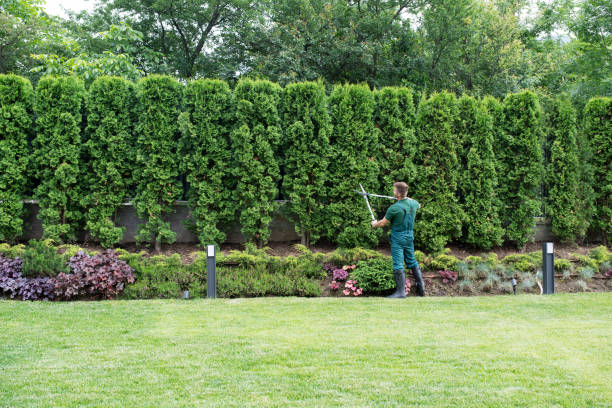 How Our Tree Care Process Works  in  Honaker, VA