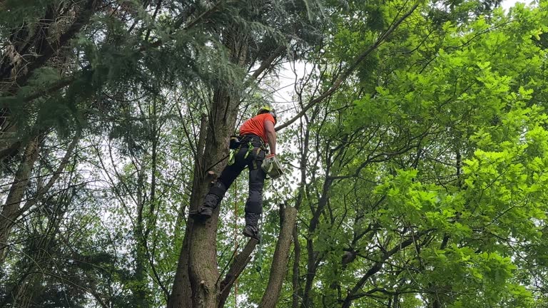 Best Tree Preservation Services  in Honaker, VA