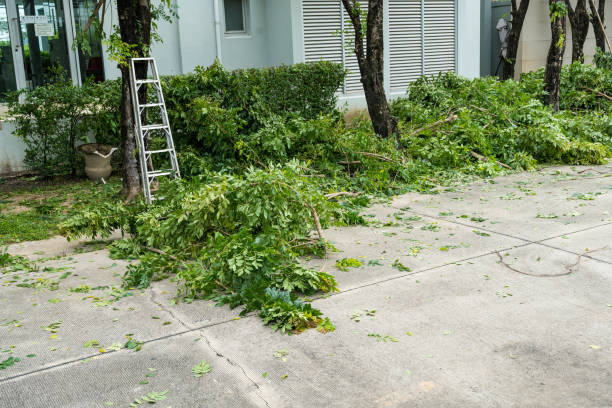  Honaker, VA Tree Services Pros