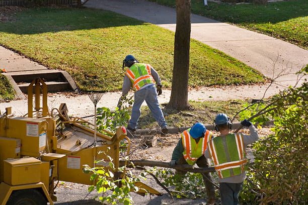 Best Stump Grinding and Removal  in Honaker, VA