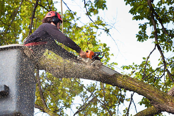 Tree and Shrub Care in Honaker, VA
