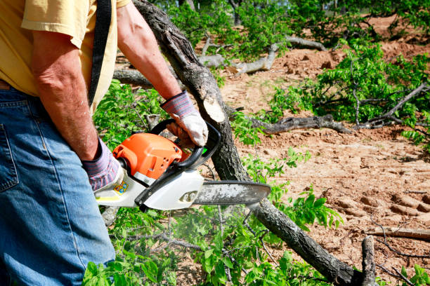 Best Tree Maintenance Programs  in Honaker, VA