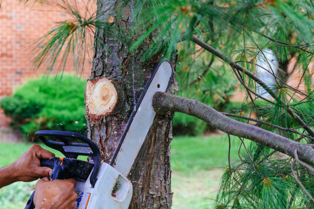 Best Leaf Removal  in Honaker, VA